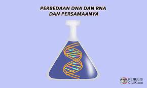 Perbedaan Dna Dan Rna Dan Persamaannya Penulis Cilik Tulisan Sekolah