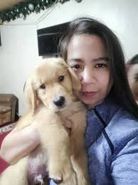 I picked up my 8 week old Golden puppy