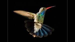 Era acolo mai de mult o crasmulita. Chords For Pasarea Colibri Vremuri Hei Tramvai Audio Hd
