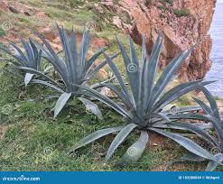Image result for Aloe wildii
