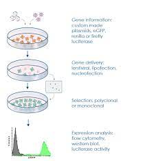 Cell line definition, a perpetuating strain of cells in laboratory culture. Cell Line Generation Service Reaction Biology