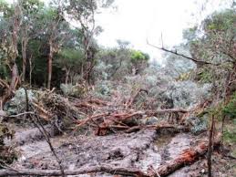 Getting deep poundings only make mature beauties hungry for more. Interesting Facts Australian Koala Foundation