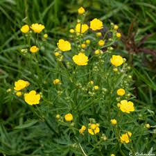 Image result for Ranunculus acris
