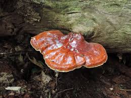 Image result for Ganoderma tsugae