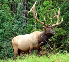elk