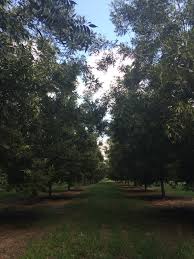 Uga Pecan Extension How Close Is Too Close