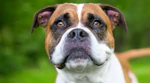 The french bulldogis a popular and adorable pet in the united states, having a cute appearance. English Bulldog Mixes 20 Unique Crossbreeds With Pictures
