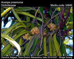 Image result for Acampe