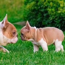 602 likes · 217 talking about this. Crowd Pleazer Frenchies Home Facebook