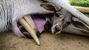 Why Do Marsupials Have Pouches And Other Questions