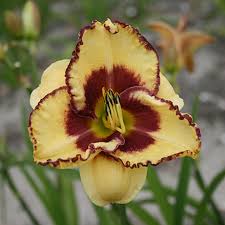 Daylilies require division every three to six years or when the clumps become crowded and the plants begin flowering poorly. 8 Things You Never Knew About Daylilies