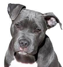 They need to be taken on long daily walks/jogs or runs. American Staffordshire Terrier Information Dog Breed Facts Dogell Com