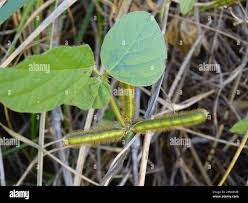 Image result for Calopogonium mucunoides