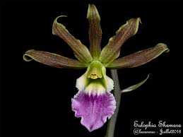 Image result for Eulophia seleensis