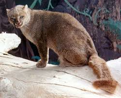 The complete illustrated encyclopedia of cats & kittens. Jaguarundi Facts Big Cat Rescue