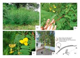 Image result for Sesbania keniensis