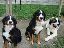 The search tool above returns a list of breeders located nearest to the zip or postal. Comer S Cove Bernese Mountain Dog Breeder West Milton Ohio