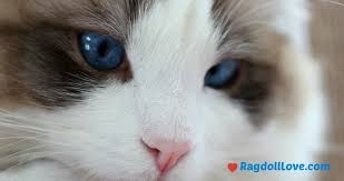 Cute picture of your ragdoll? Ragdoll Cat Facts 12 Things You Probably Didn T Know About Ragdolls