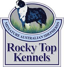 Don't let their size fool you, mini. Rocky Top Kennels California Mini Australian Shepherd Breeder