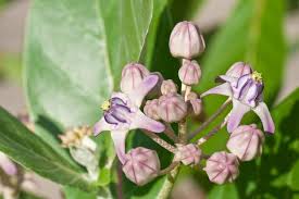Image result for Calotropis gigantea
