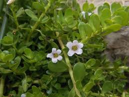 Image result for Bacopa monnieri