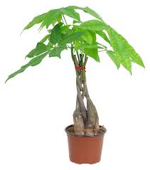 Image result for pachira obrázek