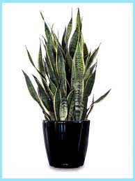 ay k tasti adli kullanicinin ev bitkileri panosundaki pin cicek bitki ev icinde bitki bakimi