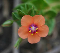 Image result for Lysimachia arvensis