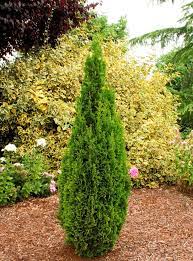 Degroot S Spire Arborvitae Arborvitae Bushes And Shrubs Plants