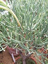 Image result for Monadenium spinulosum