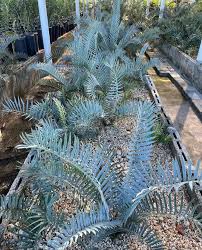 Image result for Encephalartos senticosus