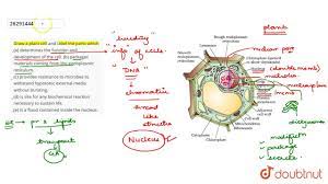 These cells are present in algae, fungi, protozoa, plants, and animals. Draw A Plant Cell And Label The Parts Which A Determines The Function And Development Youtube