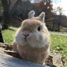土あっぷ 新しいハーネスでちょっぴりうさんぽ 駆け込みでふるさと納税 お届け品一番乗りは だーいすきなホタテの貝柱 嬉しすぎる ネザーランドドワーフ うさぎ ふわもこ部 うさ dwarf rabbit wild animals photos animals wild