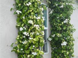 Image result for Stephanotis
