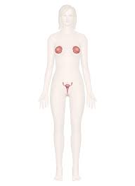 Female Reproductive System Anatomy Pictures And Information