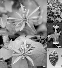 Image result for Passiflora sanguinolenta