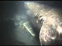 We would like to show you a description here but the site won't allow us. Mystery Monsters Of The Deep Dark Sea Mysterious Universe Shark Megalodon Megalodon Shark