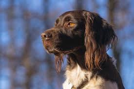 Small münsterländers bear a resemblance to both spaniels and setters but are mo. The Small Munsterlander My Animals