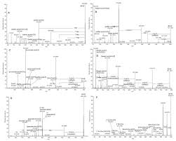 Image result for Helichrysum paronychioides