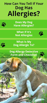 Does Your Dog Have Allergies Or If It S Something Else Dog Allergies Allergic To Dogs Dogs And Kids