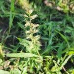 Image result for Dinebra retroflexa