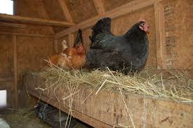 Keep Your Chicken Coop Smelling Fresh Timber Creek Farm Chicken Coop Bedding Chickens Backyard Small Chicken Coops