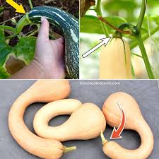 Image result for Cucurbita moschata