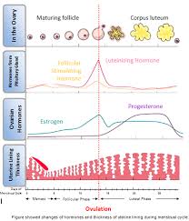 Hormone And Menstrual Cycle Portal Myhealth