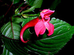 Image result for Monopsis stellarioides