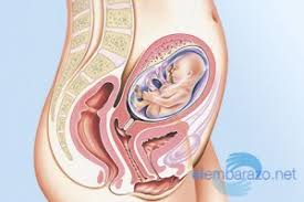 Se não fosse o raio da placenta, estaríamos (.) Embarazada De 22 Semanas Semanas De Embarazo