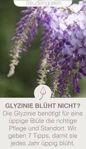 7 Grunde Warum Die Glyzinie Bluht Nicht Und Tipps Zur Abhilfe Blauregen Pflanzen Pflanzen Bienenfreundlicher Garten
