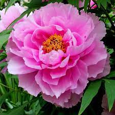 The outstanding arrangements of the lush delicate touch and the belle petite fleur of sweet tea, will bring happiness and joy to the special one in your life. Buy Tree Peony Or Tree Paeony Paeonia Pink 24 99 Delivery By Crocus