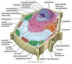 Found only in plants, chloroplasts are organelles that resemble the structure of the mitochondria. Labeled Plant Cell Organelle