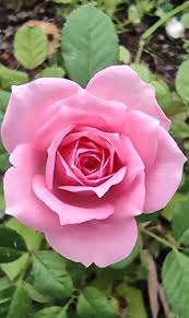 Rosa – Wikipédia, a enciclopédia livre